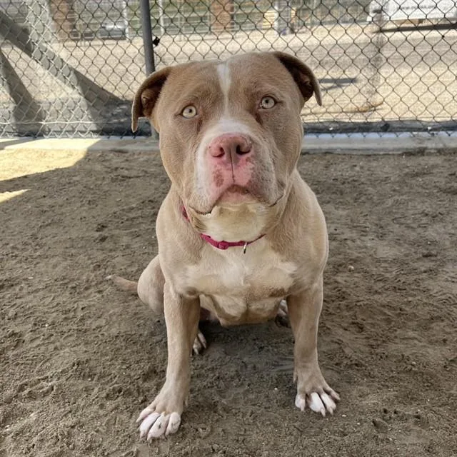 An adult large-sized female Pit Bull Terrier dog named Rock Lee for adoption in Thousand Palms, CA