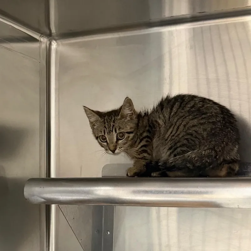 A baby small-sized female Brown / Chocolate Domestic Short Hair cat named Ash for adoption in Pensacola, FL