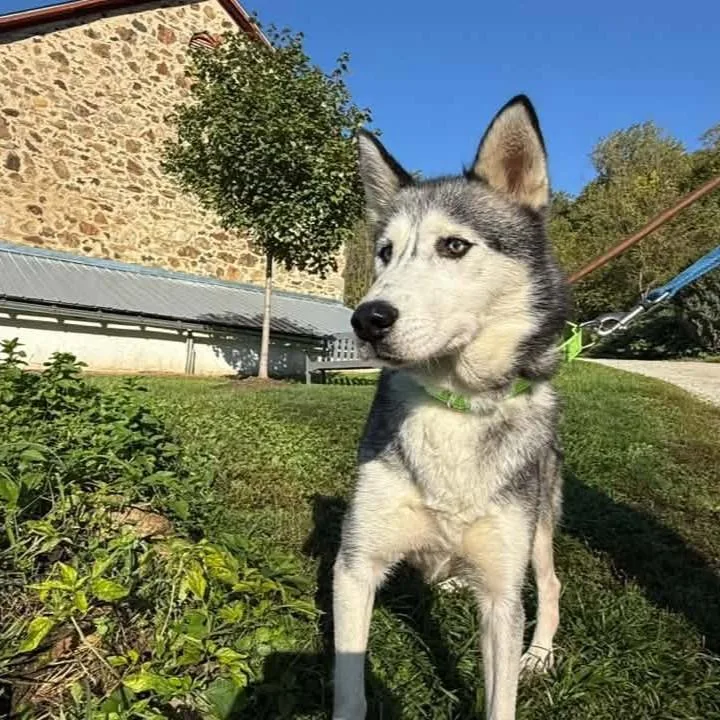 An adult medium-sized female Gray / Blue / Silver Siberian Husky dog named Astrid for adoption in Phoenixville, PA