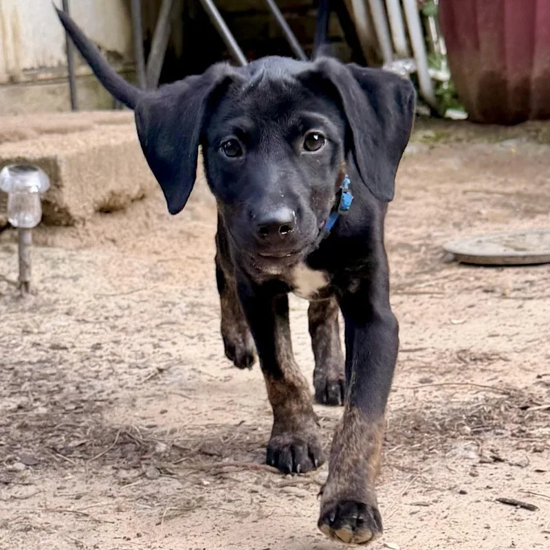 A baby medium-sized male Black Mixed Breed dog named Eli RR for adoption in South Portland, ME