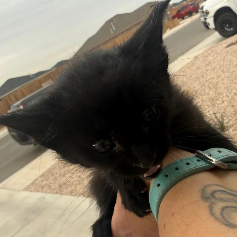 A baby small-sized female Black Domestic Short Hair cat named Lucy for adoption in Midland, TX