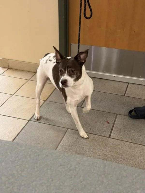 An adult large-sized male Jack Russell Terrier dog named Knox for adoption in Virginia Beach, VA