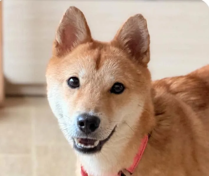 An adult small-sized female Shiba Inu dog named Rose for adoption in San Ramon, CA