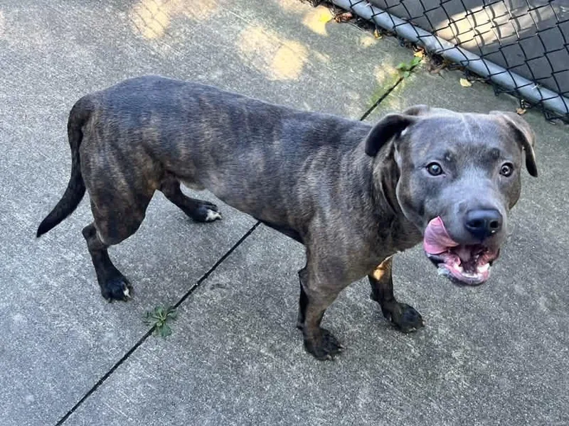 An adult medium-sized male Gray / Blue / Silver Pit Bull Terrier dog named Jude for adoption in Chicago, IL