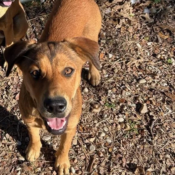 A young medium-sized male Brown / Chocolate Terrier dog named Slim Jim for adoption in Austin, TX