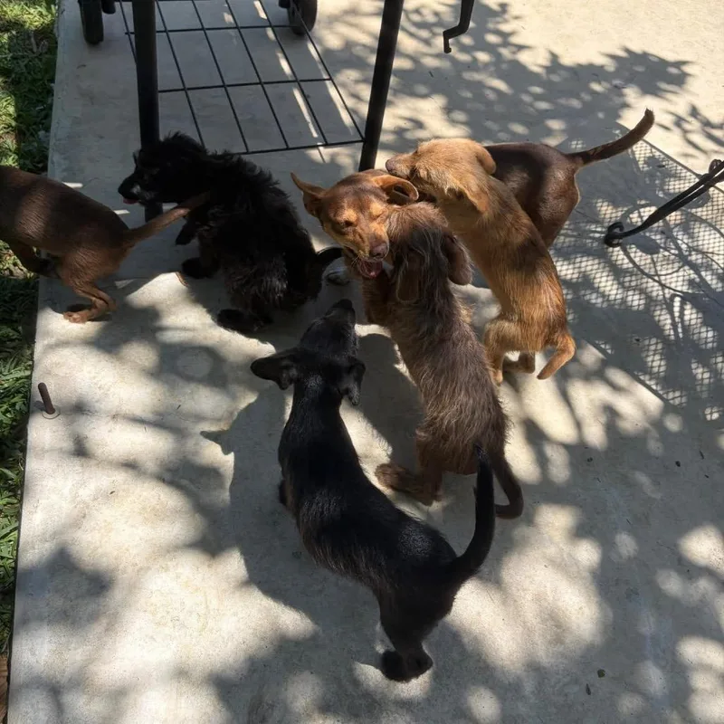 A baby small-sized female Black Chihuahua dog named Slaw Bbq for adoption in Allen, TX