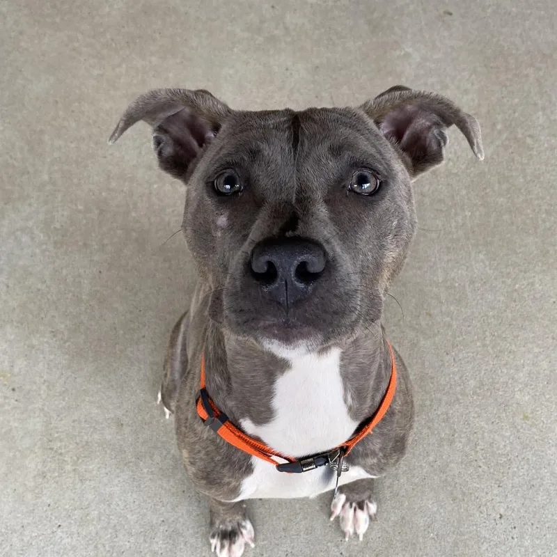 Earl Gray thumbnail 2