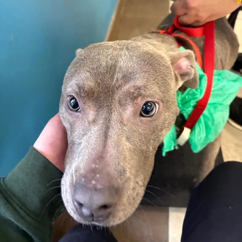 Earl Gray thumbnail 3