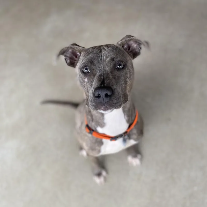 Earl Gray thumbnail 4