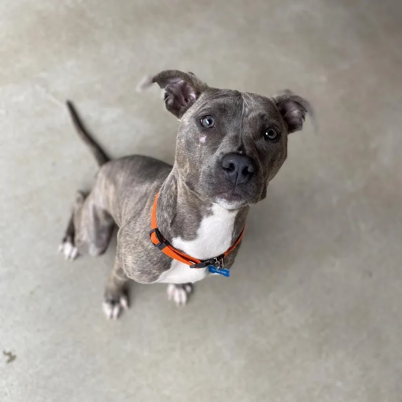 Earl Gray thumbnail 5