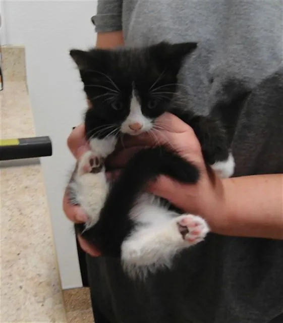 A baby small-sized male Domestic Short Hair cat named Toulouse for adoption in Albuquerque, NM