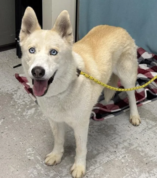 An adult medium-sized male Siberian Husky dog named Niko for adoption in Salt Lake City, UT