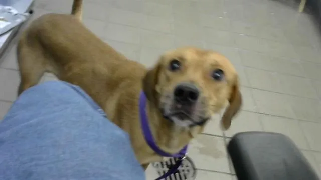 A young medium-sized male Rhodesian Ridgeback dog named Taz for adoption in Albuquerque, NM