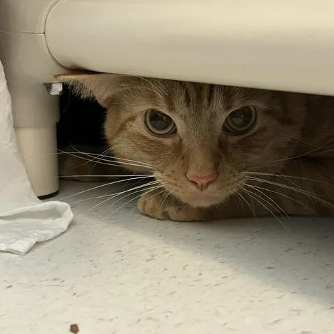 An adult small-sized male Orange / Red Domestic Short Hair cat named Abraham for adoption in Springfield, MA