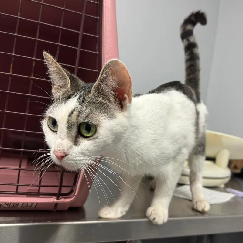 An adult medium-sized female White Domestic Short Hair cat named Magic the Gathering for adoption in Columbus, GA