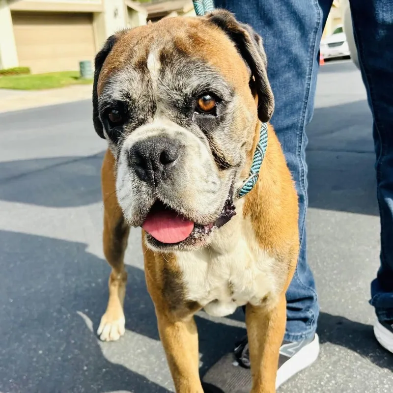 A senior medium-sized female Boxer dog named Tammy for adoption in McMinnville, OR