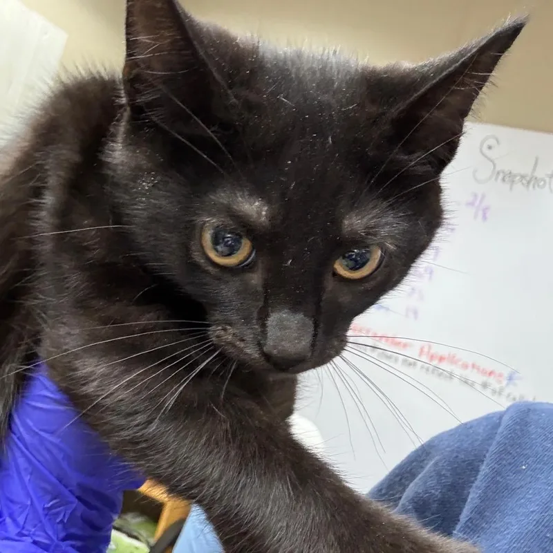 A baby small-sized male Black Domestic Short Hair cat named Naan for adoption in Hattiesburg, MS