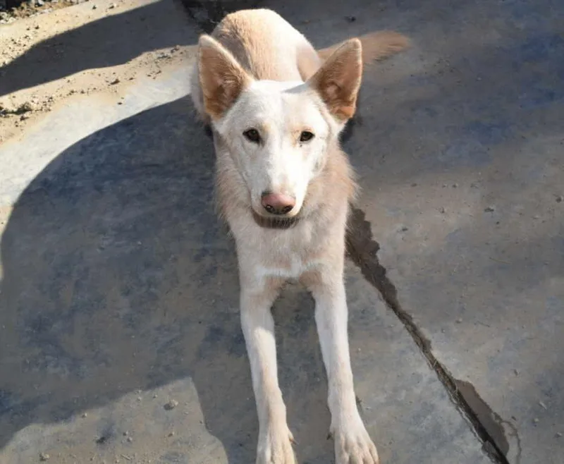 A young large-sized male German Shepherd Dog dog named Blaze for adoption in Pleasant Grove, CA
