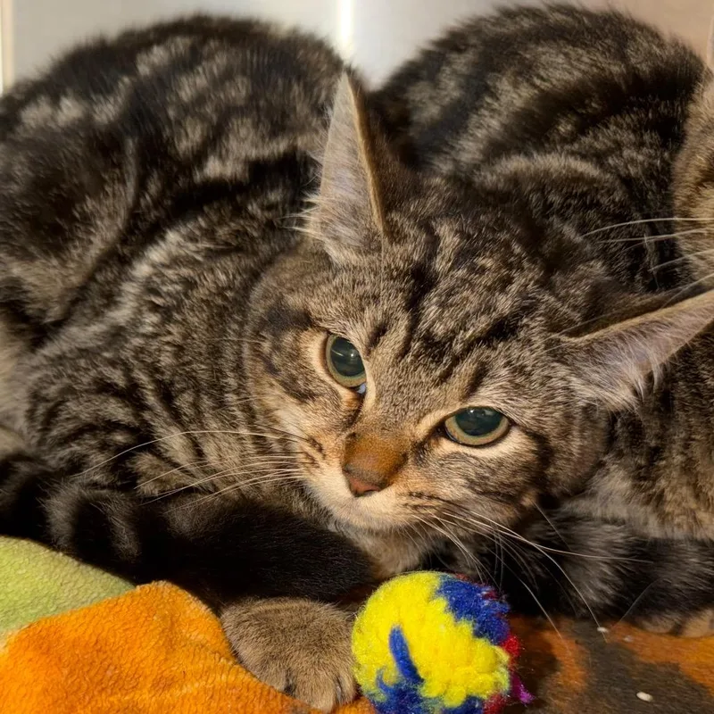 A baby small-sized female Domestic Short Hair cat named Nadia for adoption in Englewood, FL