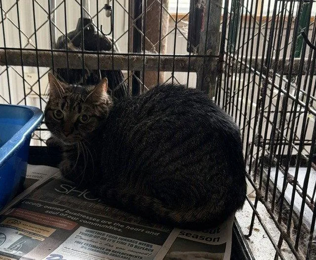 An adult large-sized male Tabby cat named Sid for adoption in Apollo, PA