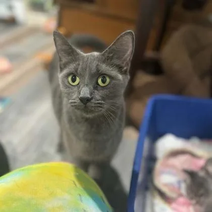 A young small-sized female Domestic Short Hair cat named Professor Mcgonagall for adoption in Janesville, WI