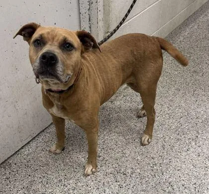 A senior large-sized female Yellow / Tan / Blond / Fawn Pit Bull Terrier dog named Curry for adoption in Kansas City, MO