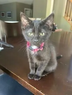 A baby small-sized female Black & White / Tuxedo Domestic Short Hair cat named Natalie for adoption in Anoka, MN