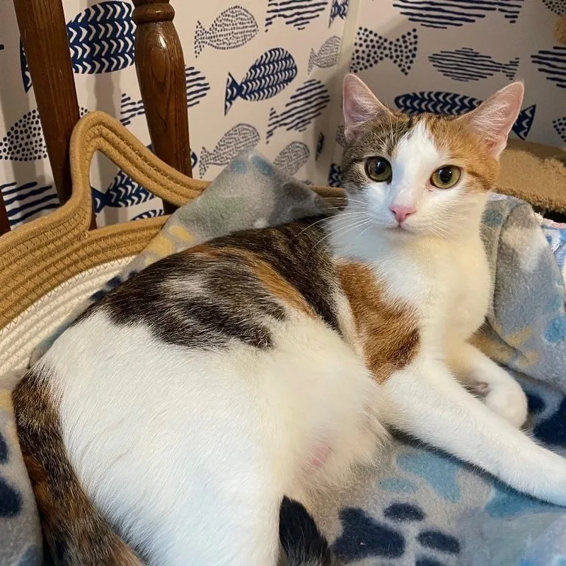 A young small-sized female Calico Domestic Short Hair cat named Fiona for adoption in Goshen, IN