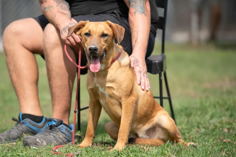 A young medium-sized female Brown / Chocolate American Staffordshire Terrier dog named Ginger for adoption in Tomball, TX