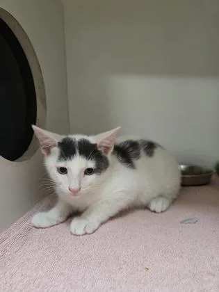 A baby small-sized male Domestic Short Hair cat named Purrdarius for adoption in Savannah, GA