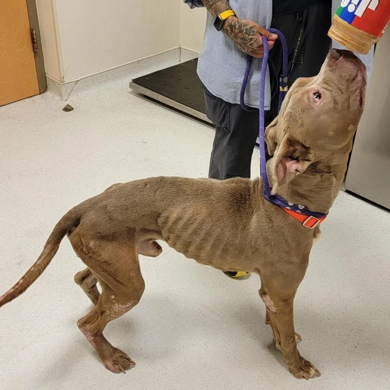 An adult medium-sized male Yellow / Tan / Blond / Fawn Pit Bull Terrier dog named Bruce Wayne for adoption in Baltimore, MD