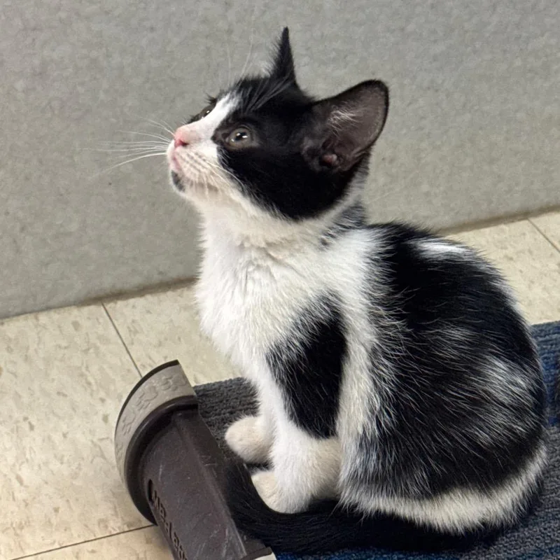 A baby small-sized female Black Domestic Short Hair cat named Mirabelle for adoption in Milford, IA