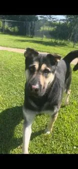 An adult large-sized male Tricolor (Brown, Black, & White) German Shepherd Dog dog named Buddy for adoption in Moline, IL