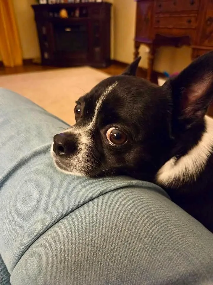 An adult small-sized male Boston Terrier dog named BubbaCourtesy Listing for adoption in Decorah, IA