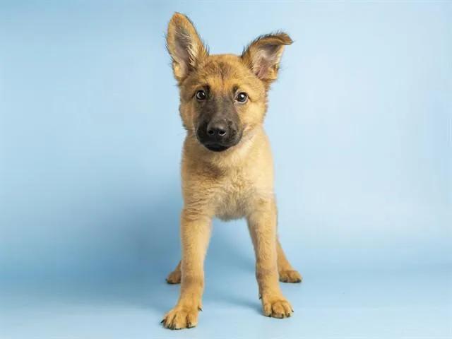 A baby small-sized male German Shepherd Dog dog named Arlo for adoption in Phoenix, AZ