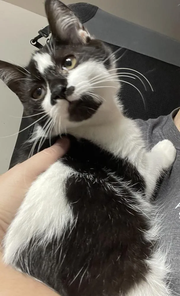 A baby small-sized female Black & White / Tuxedo Domestic Short Hair cat named Daisy for adoption in Olyphant, PA
