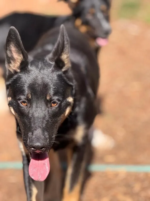 An adult large-sized male Black German Shepherd Dog dog named Ronan for adoption in renton, WA