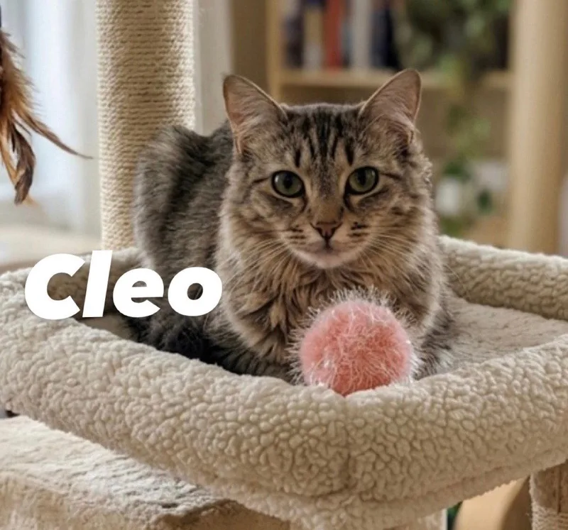 A young medium-sized female Maine Coon cat named Cleo for adoption in Chandler, AZ