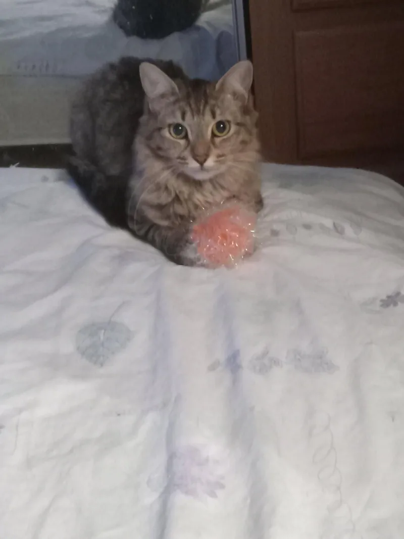 Cleo thumbnail 3