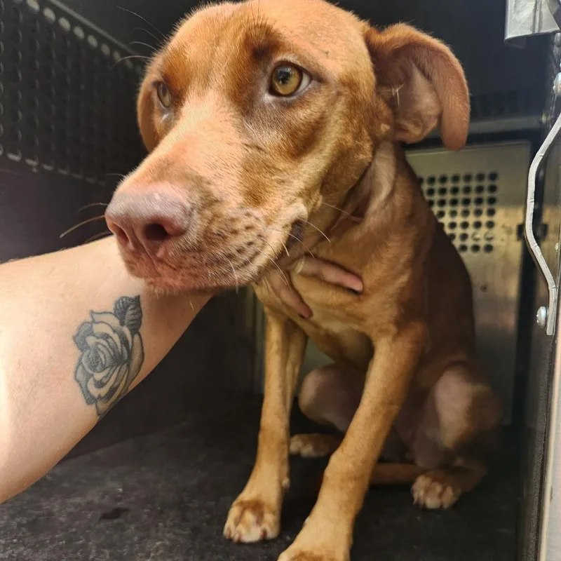 A young medium-sized female Red / Chestnut / Orange Hound dog named Francis for adoption in Birmingham, AL