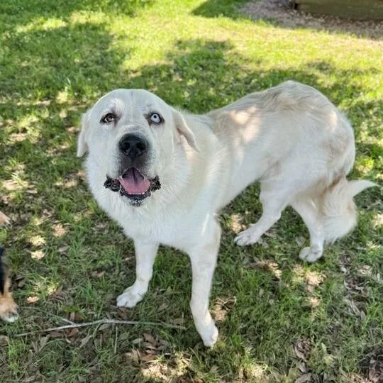 An adult extra large-sized male Yellow / Tan / Blond / Fawn Great Pyrenees dog named King for adoption in Carencro, LA