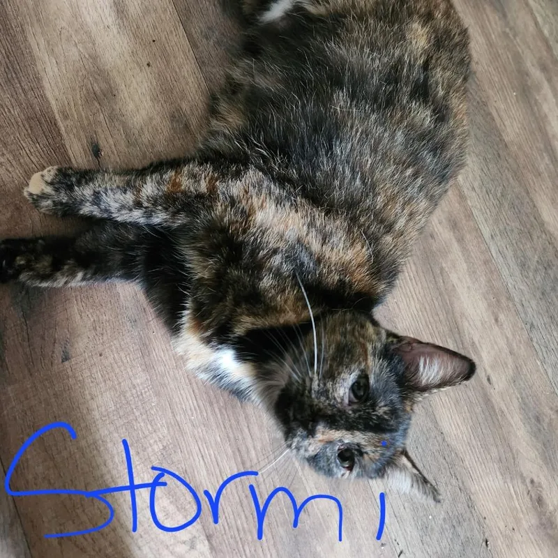 A young small-sized female Tortoiseshell Domestic Short Hair cat named Stormi for adoption in Lynchburg, VA