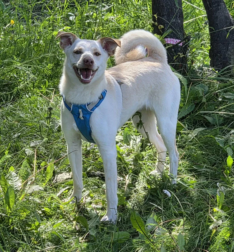 An adult medium-sized female Shiba Inu dog named Willow for adoption in Anchorage, AK