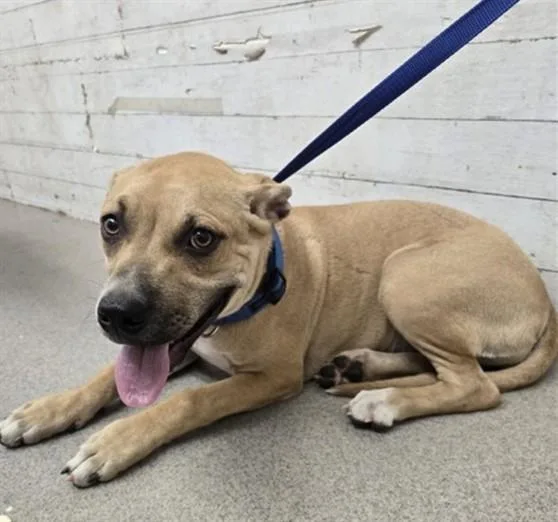 A young large-sized male Pit Bull Terrier dog named Jessie for adoption in San Bernardino, CA
