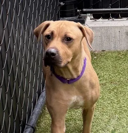 An adult medium-sized female Retriever dog named Chalupa for adoption in Bellevue, WA