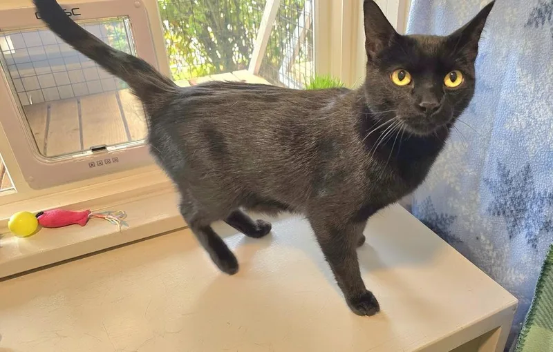 An adult large-sized male Black Domestic Short Hair cat named Zephyr for adoption in Vancouver, WA