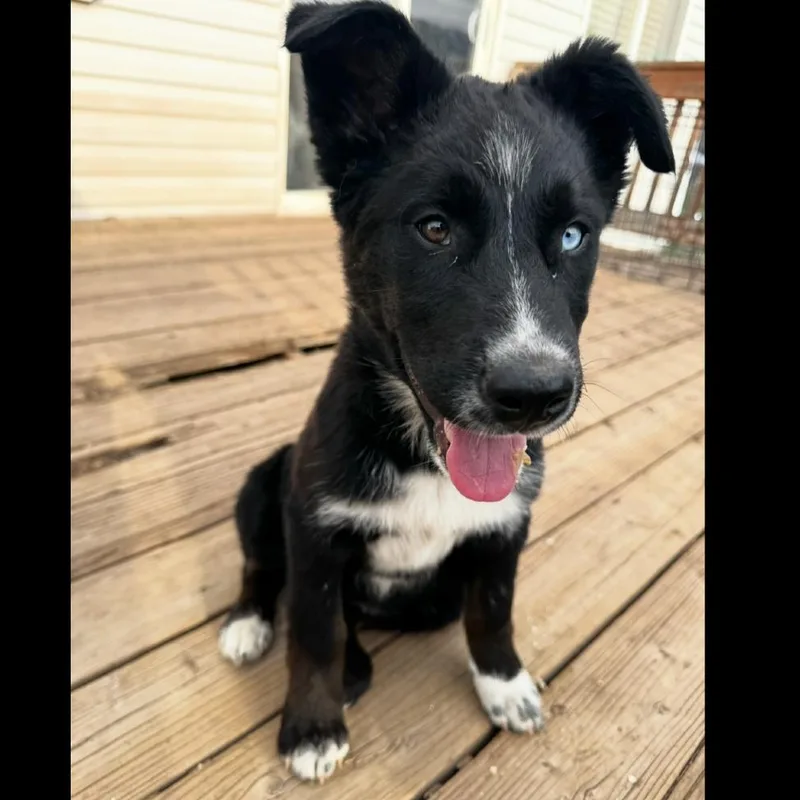 A baby large-sized female Black Mixed Breed dog named Liberty for adoption in Park City, UT