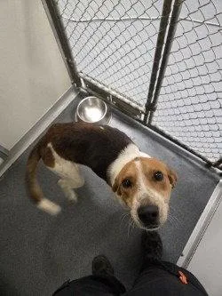 An adult large-sized male Hound dog named Da  Hunter for adoption in Glen Allen, VA