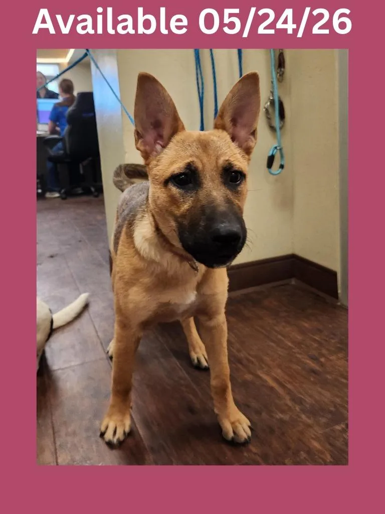 A baby medium-sized female German Shepherd Dog dog named Dog Kennel for adoption in Greenville, TX