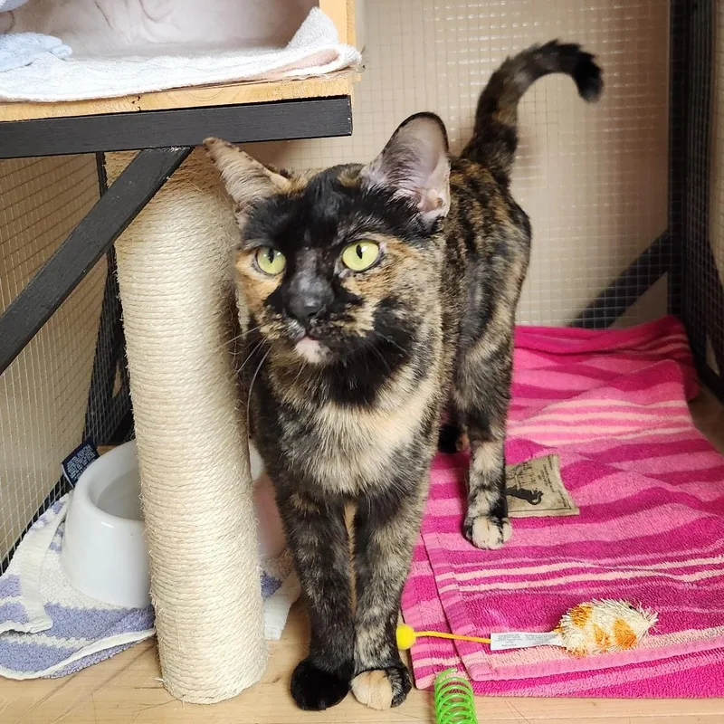 A young medium-sized female Tortoiseshell Domestic Short Hair cat named Brook for adoption in Scranton, PA